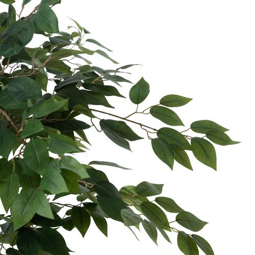  GLORIA FICUS AĞACI 120 CM