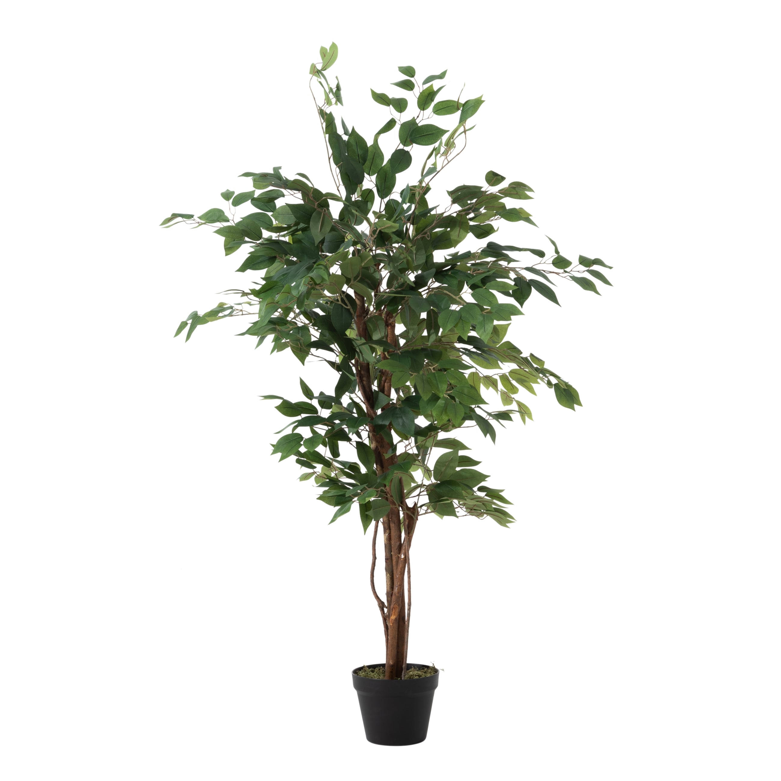 GLORIA FICUS AĞACI 120 CM