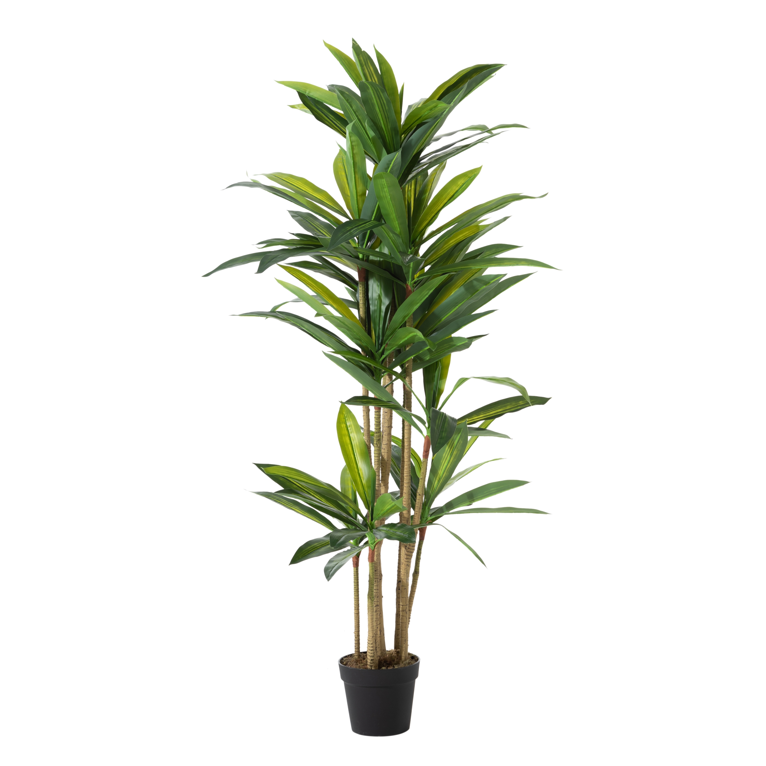 DRACAENA REFLEXA AĞACI 150 CM