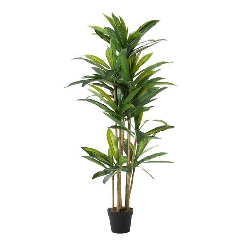  DRACAENA REFLEXA AĞACI 150 CM