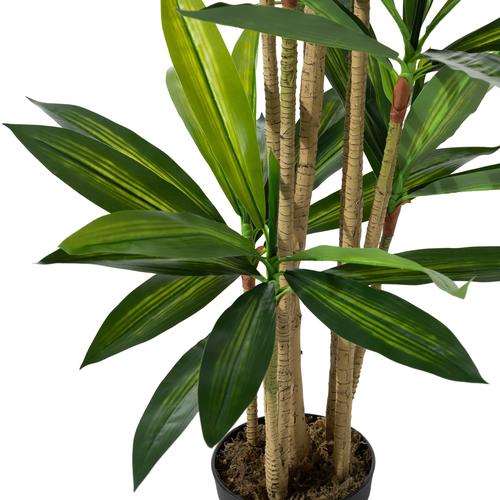  DRACAENA REFLEXA AĞACI 150 CM