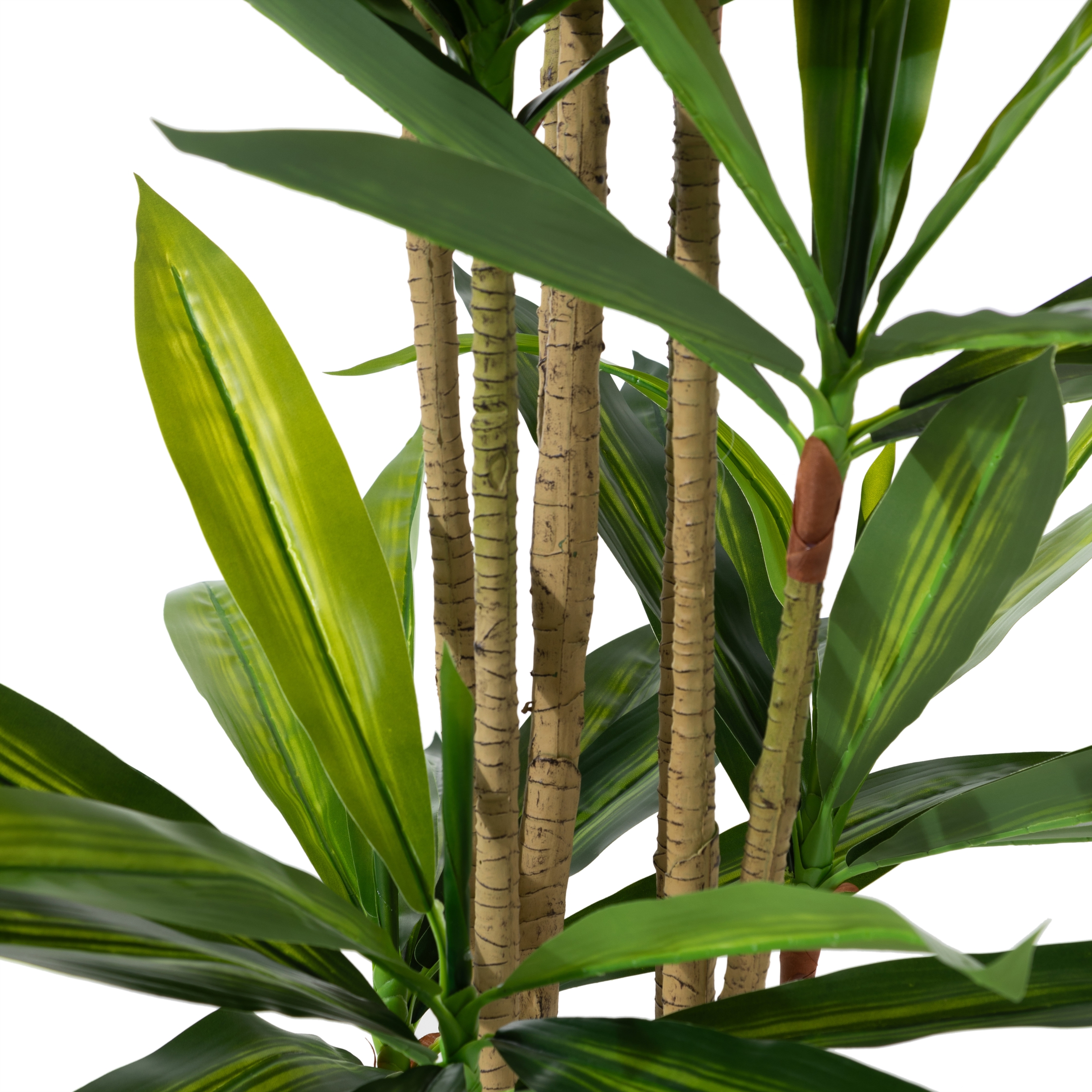 DRACAENA REFLEXA AĞACI 150 CM