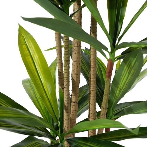  DRACAENA REFLEXA AĞACI 150 CM