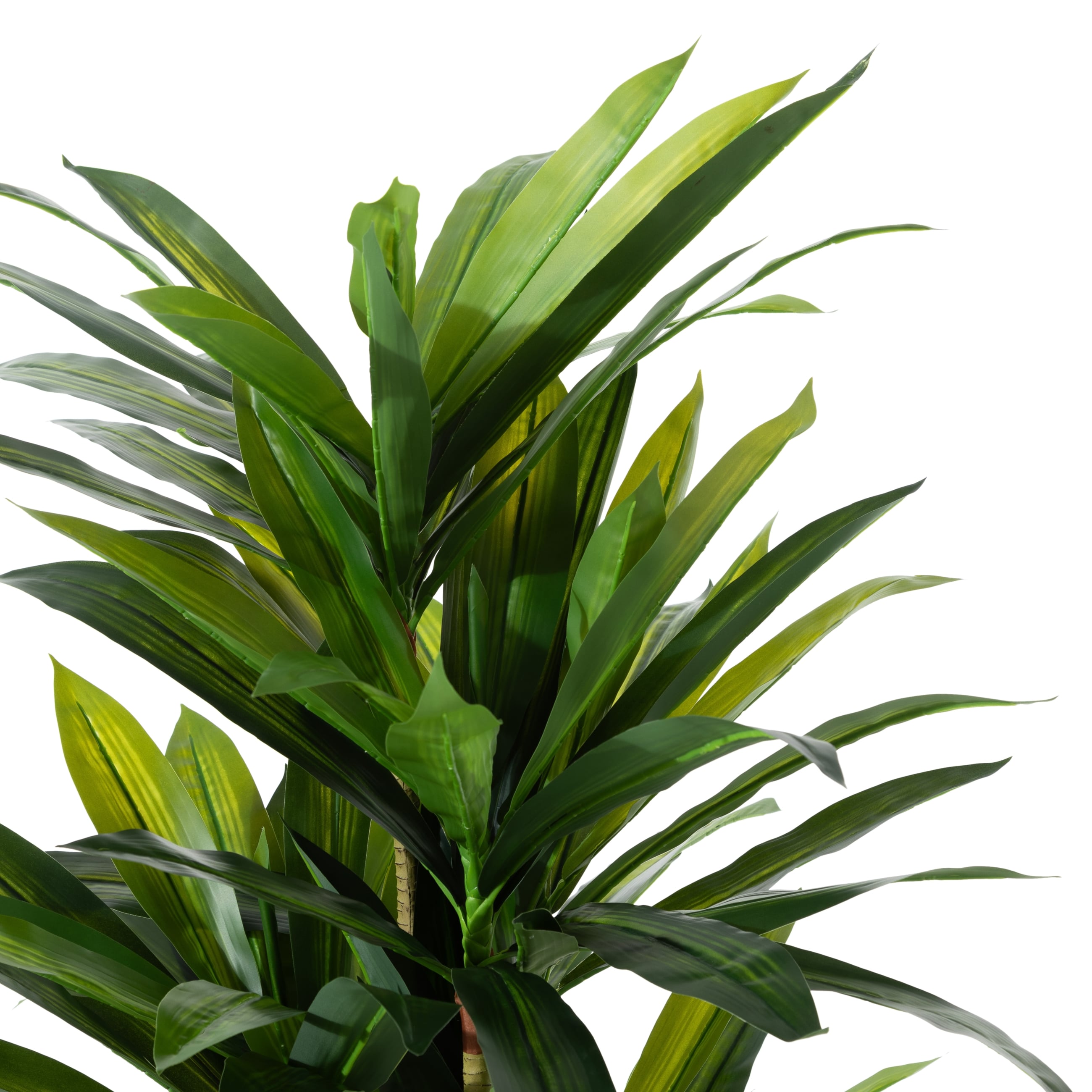 DRACAENA REFLEXA AĞACI 150 CM