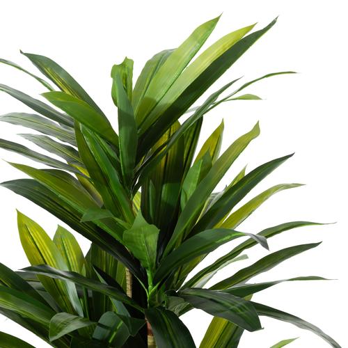  DRACAENA REFLEXA AĞACI 150 CM