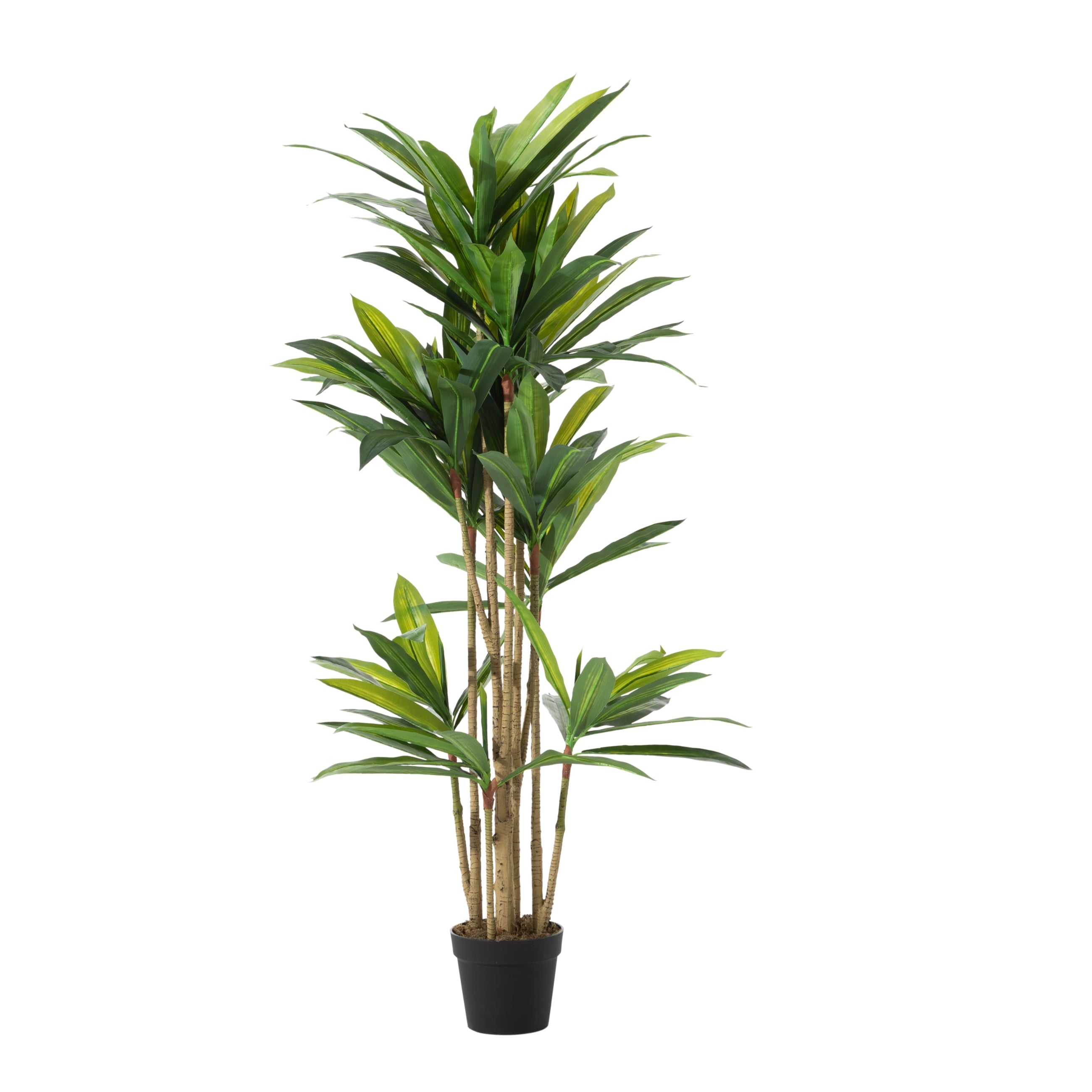 DRACAENA REFLEXA AĞACI 150 CM