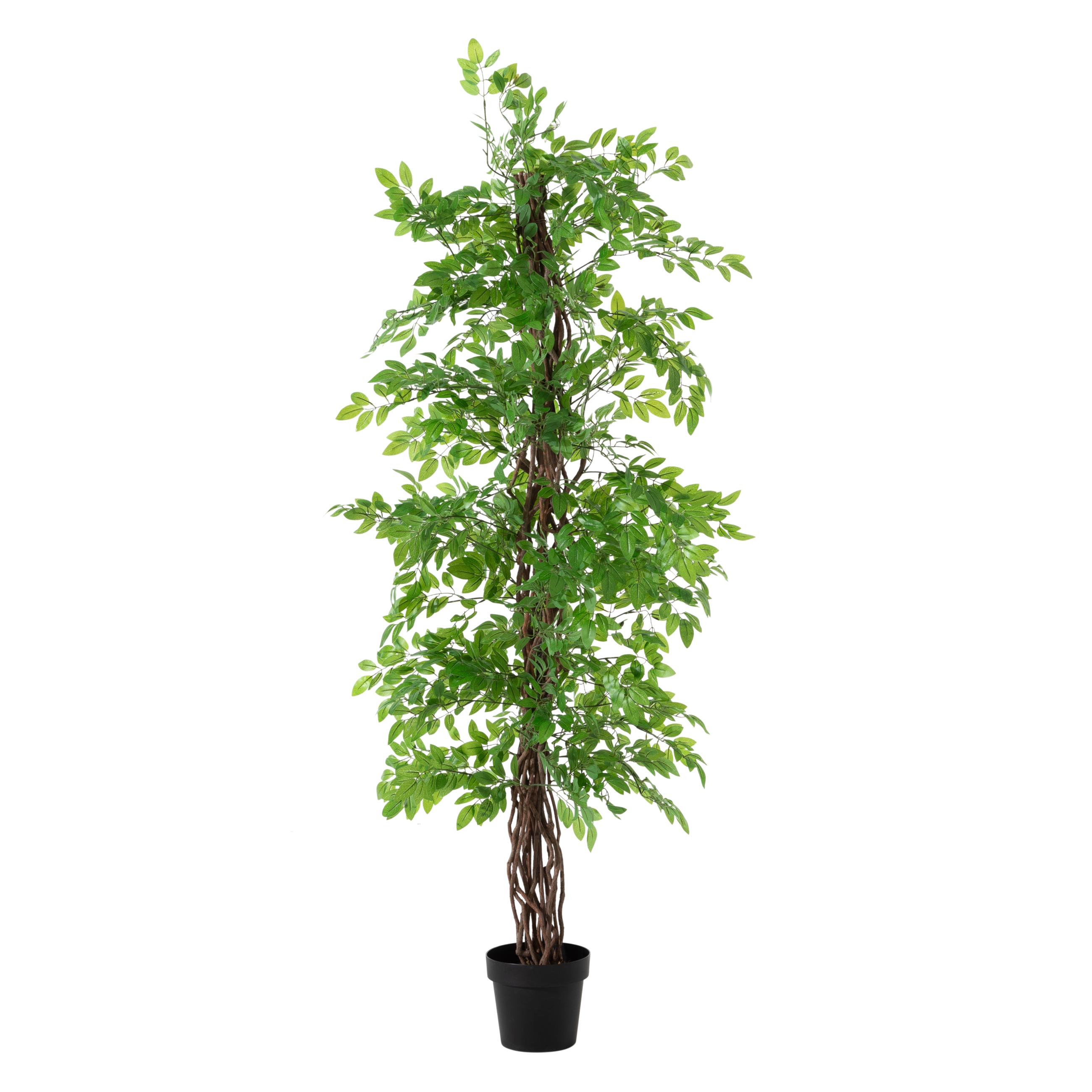ANTONI JAPON FICUS AĞACI 180 CM