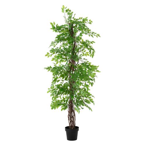  ANTONI JAPON FICUS AĞACI 180 CM