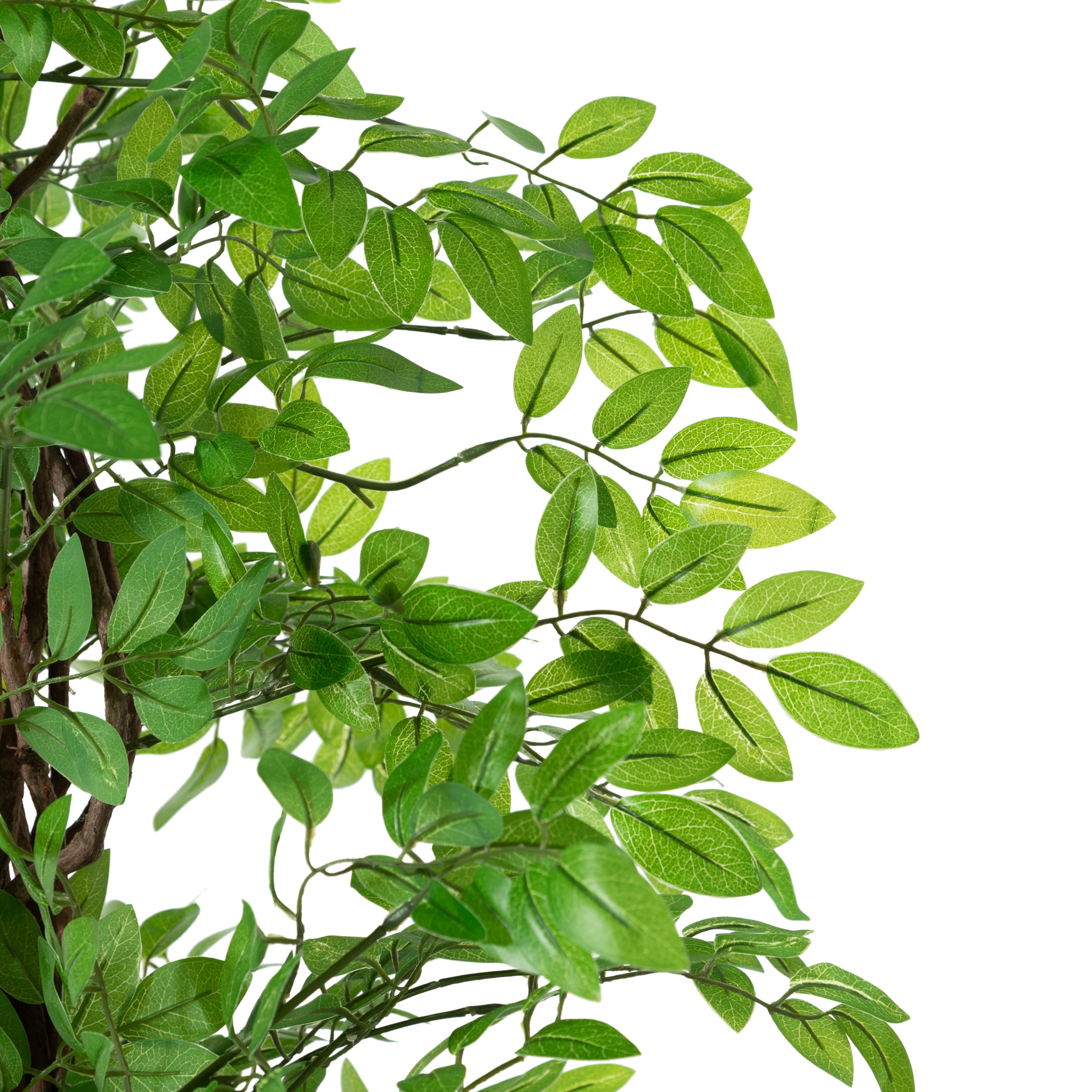 ANTONI JAPON FICUS AĞACI 180 CM