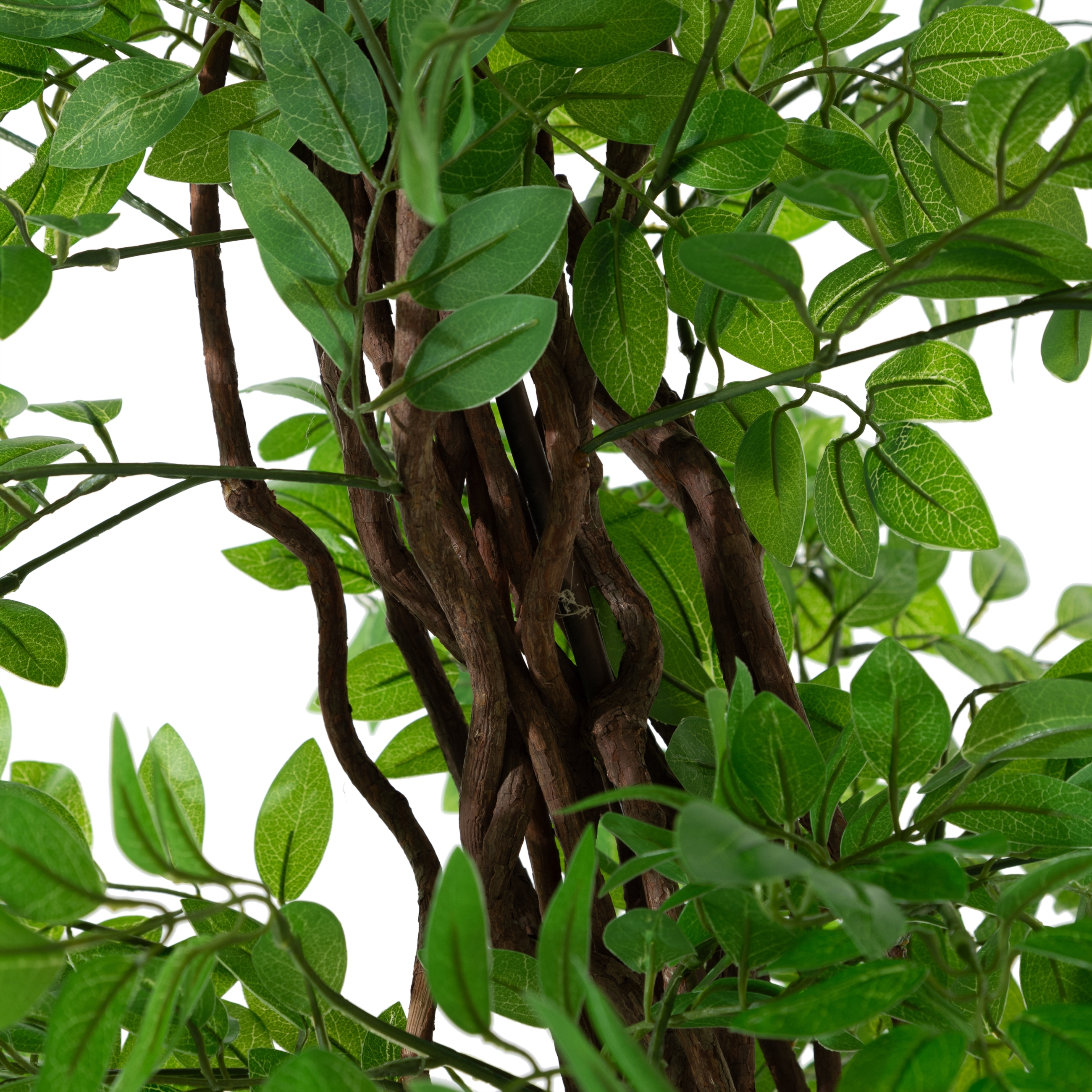 ANTONI JAPON FICUS AĞACI 180 CM