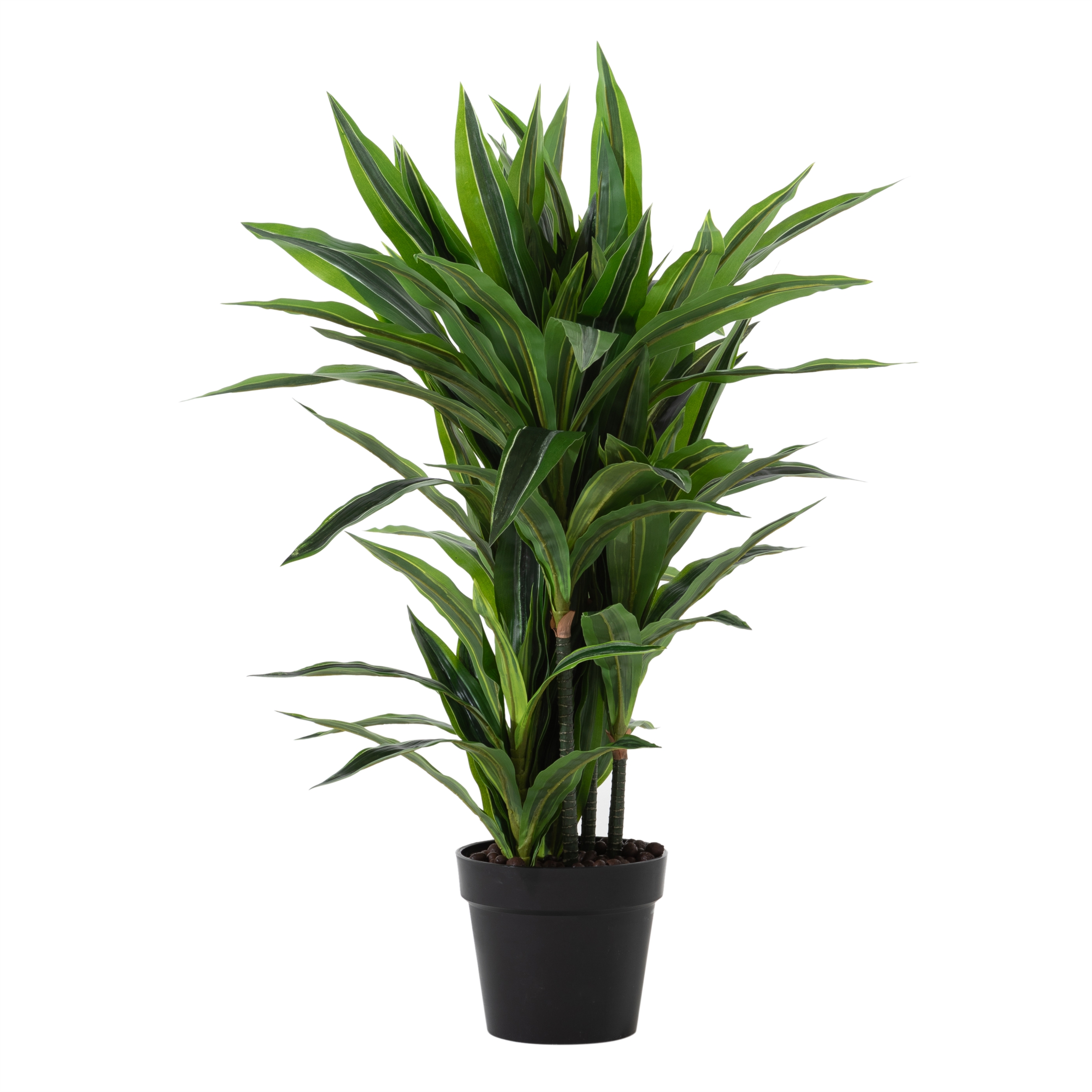 DRACAENA REFLEXA AĞACI 90 CM