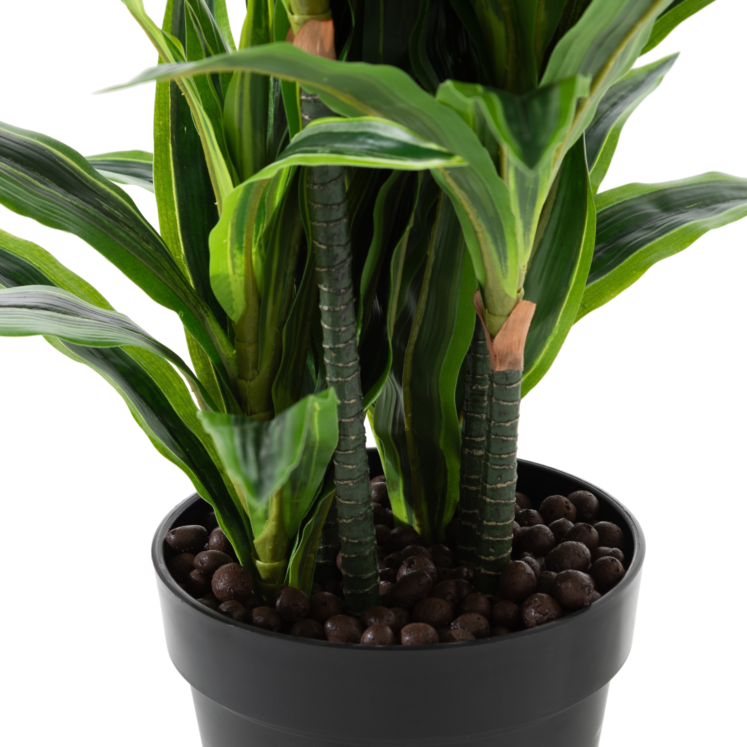 DRACAENA REFLEXA AĞACI 90 CM
