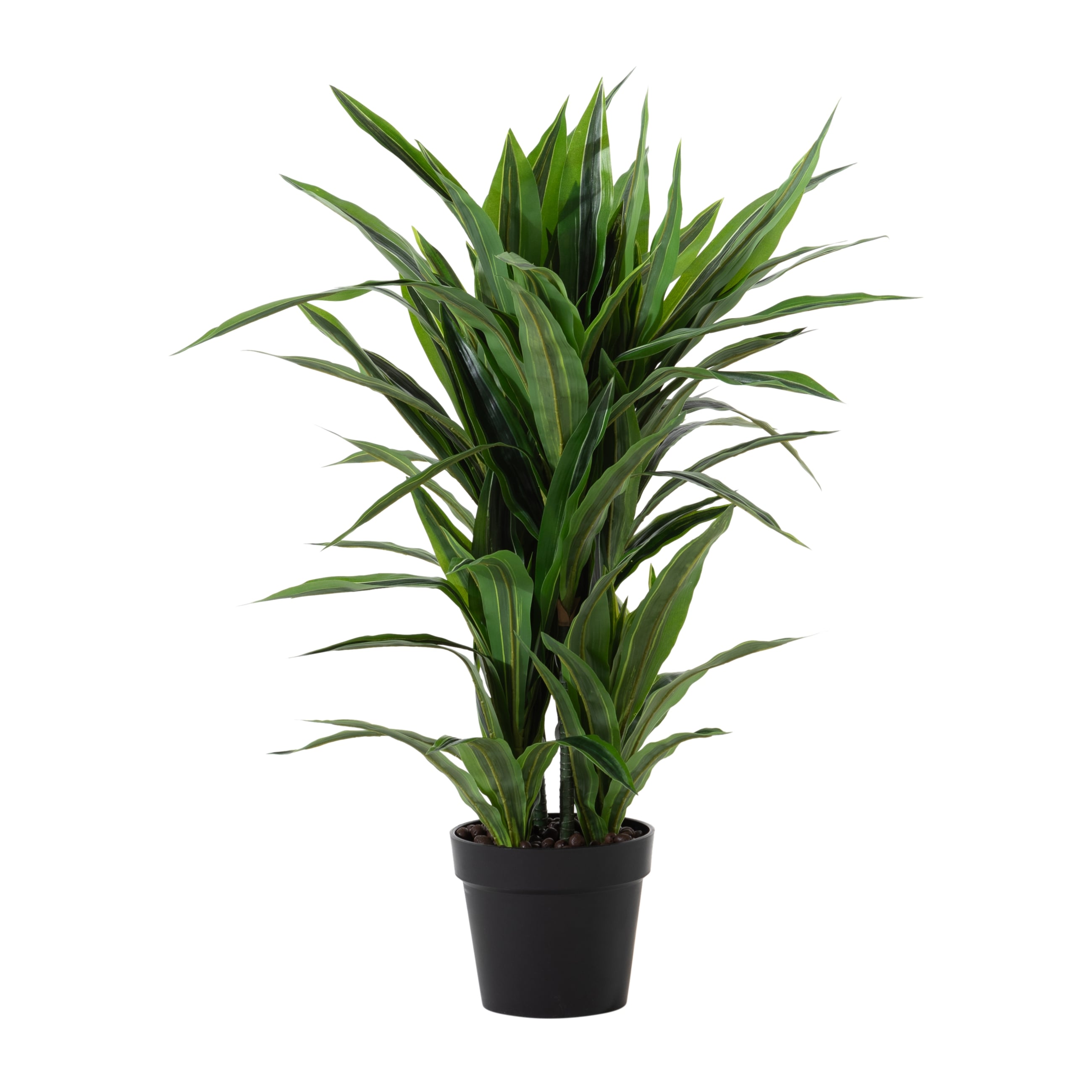 DRACAENA REFLEXA AĞACI 90 CM