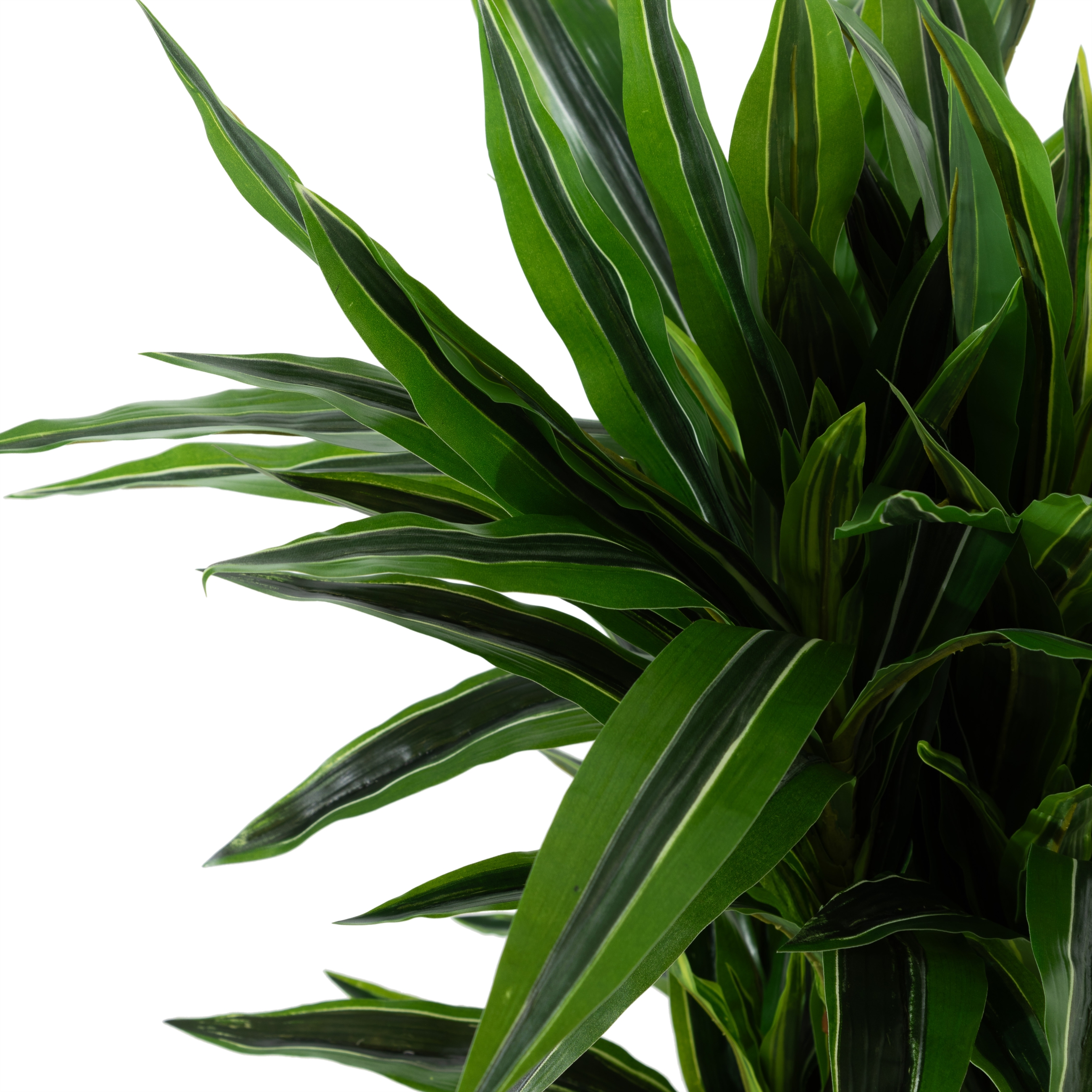 DRACAENA REFLEXA AĞACI 90 CM