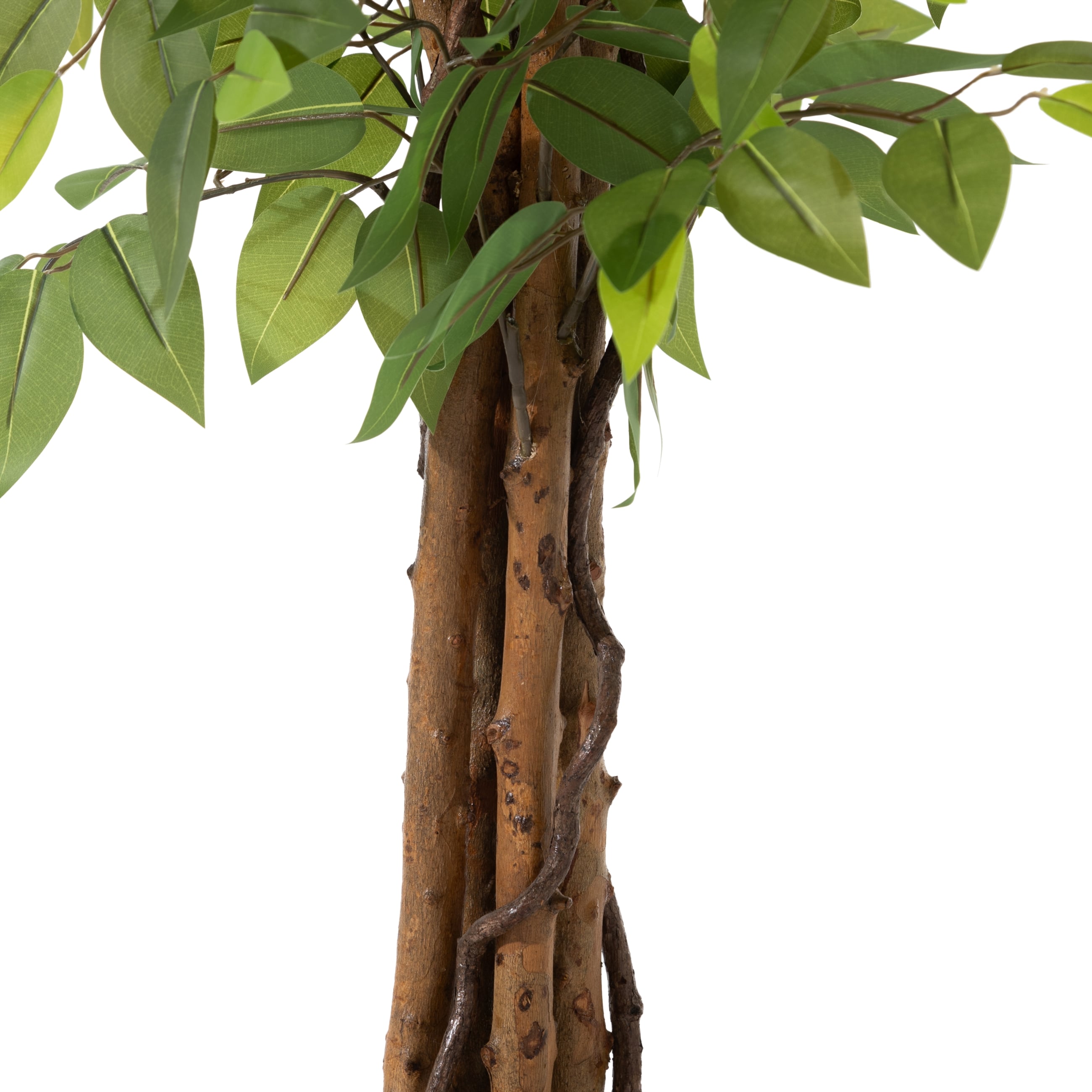 ANTONI FICUS AĞACI 170 CM