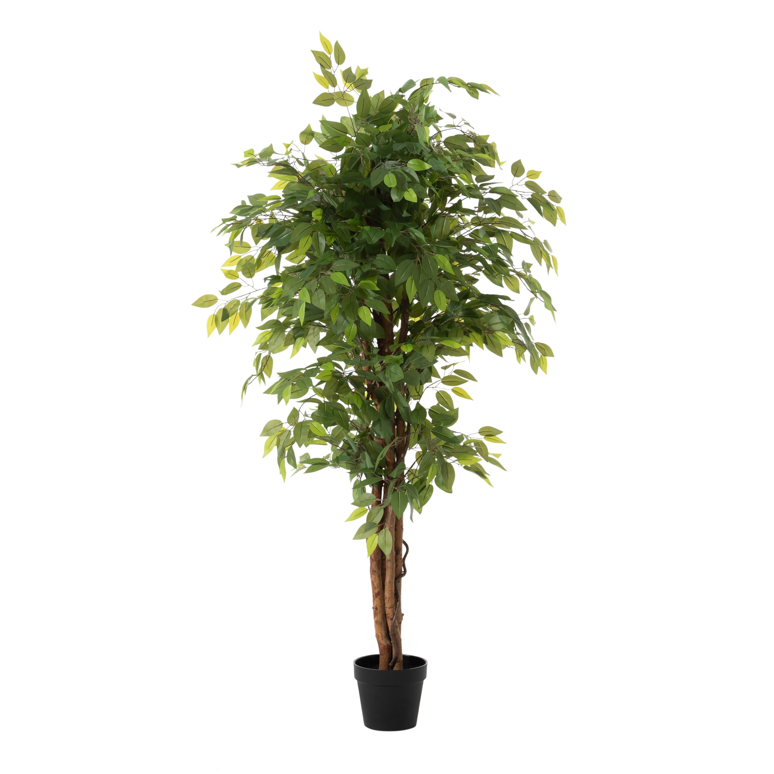 ANTONI FICUS AĞACI 170 CM