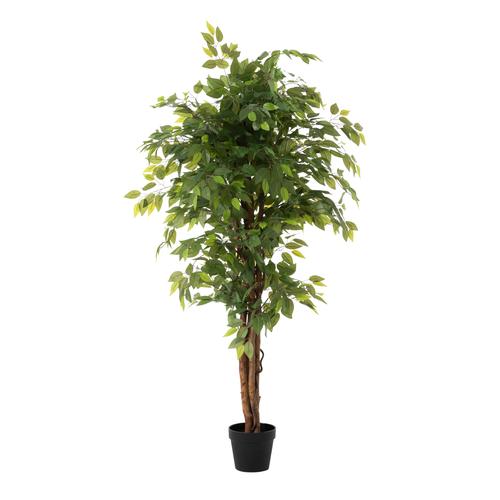  ANTONI FICUS AĞACI 170 CM