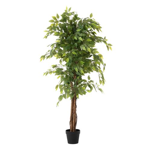  ANTONI FICUS AĞACI 170 CM