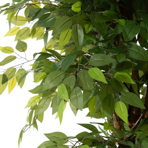  ANTONI FICUS AĞACI 170 CM