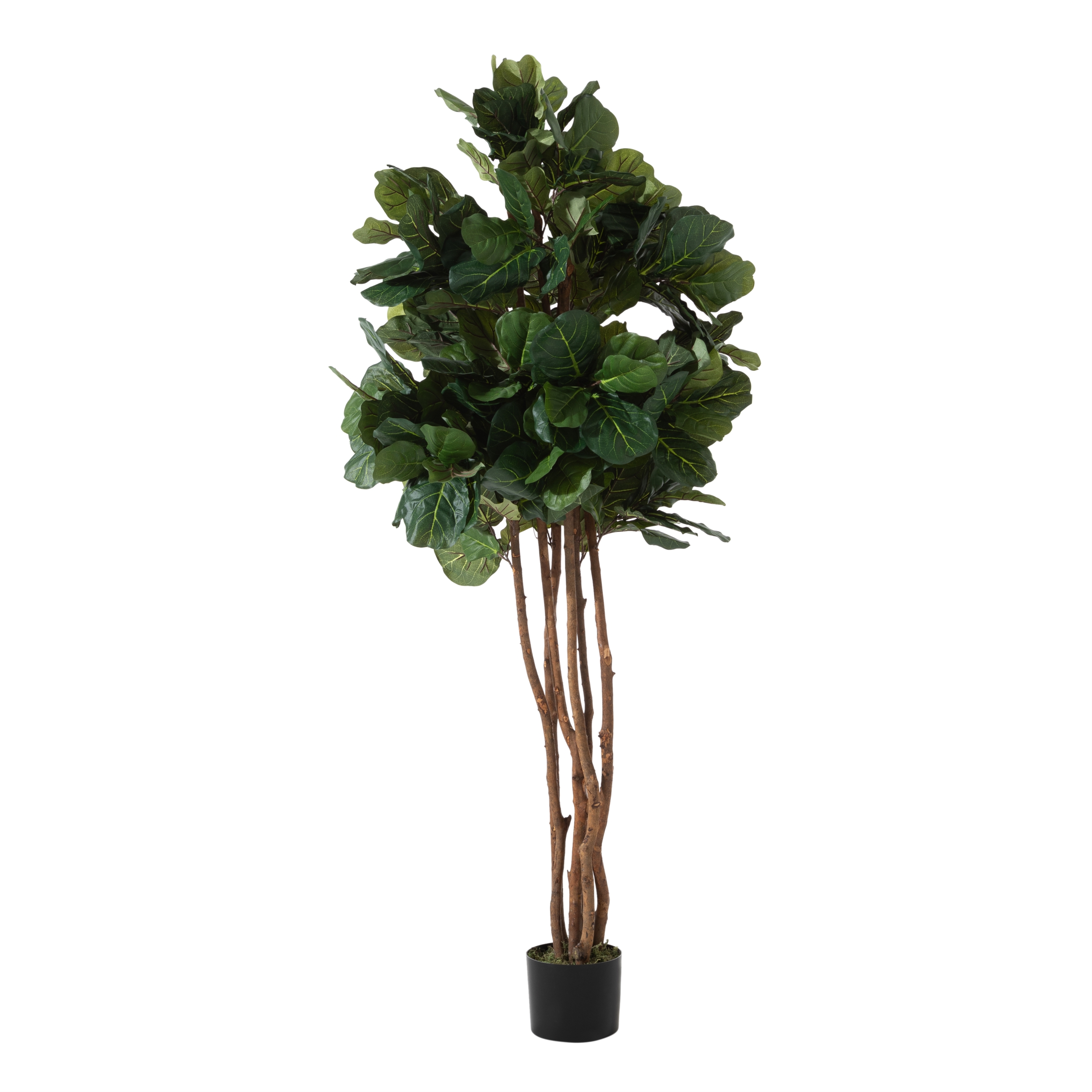 RENA FICUS LYRATA AĞACI 180 CM