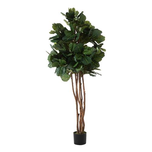  RENA FICUS LYRATA AĞACI 180 CM