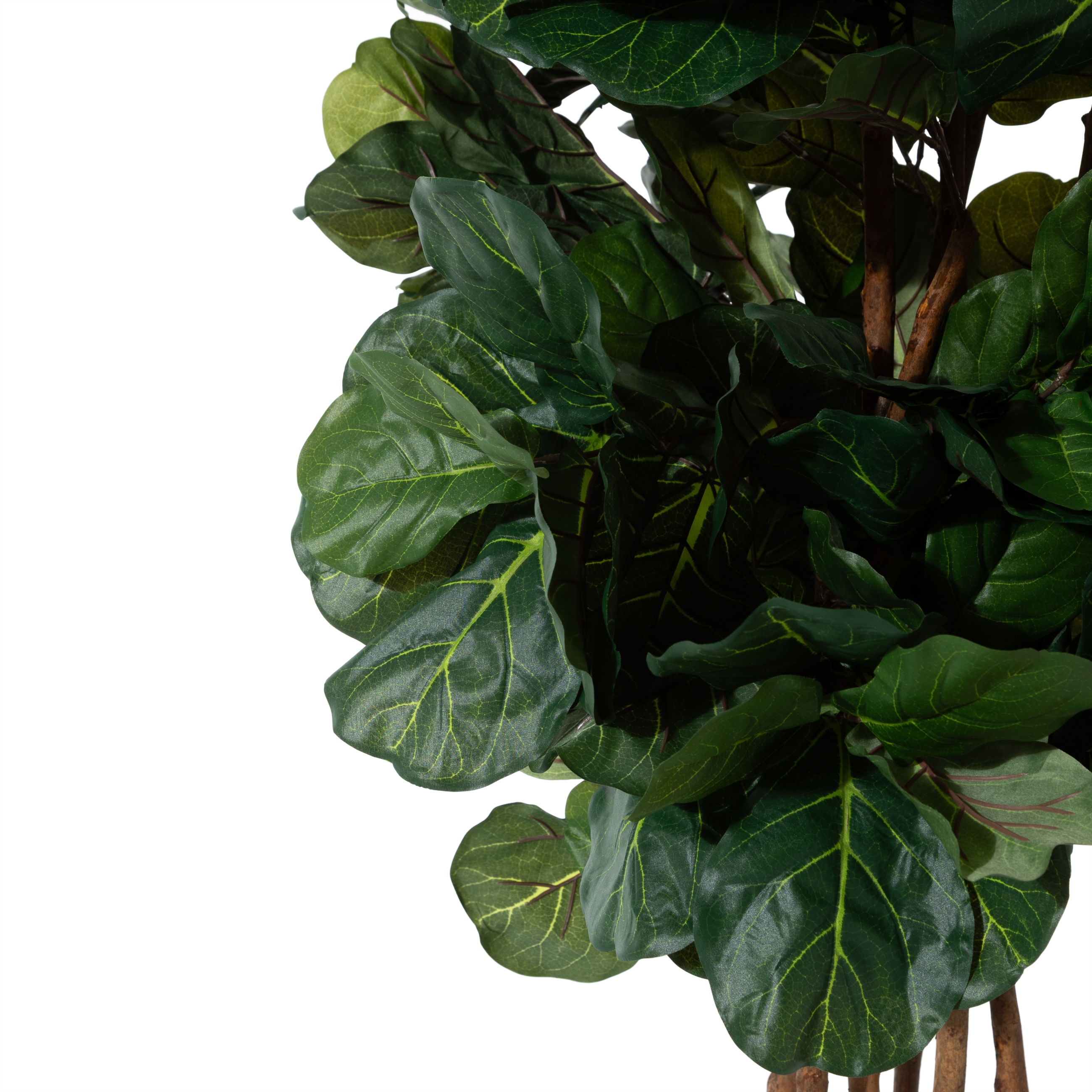 RENA FICUS LYRATA AĞACI 180 CM