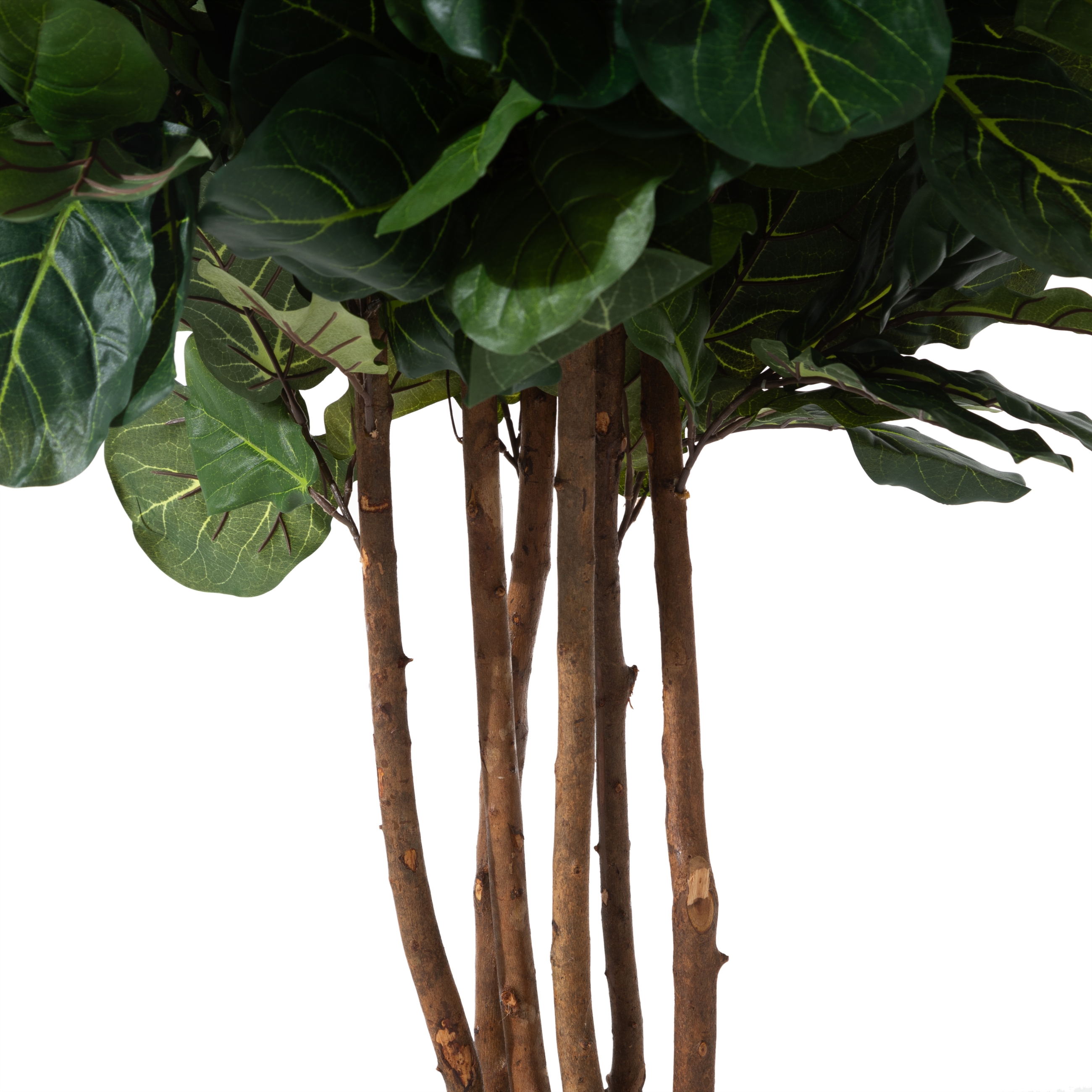 RENA FICUS LYRATA AĞACI 180 CM