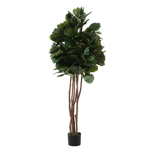  RENA FICUS LYRATA AĞACI 180 CM