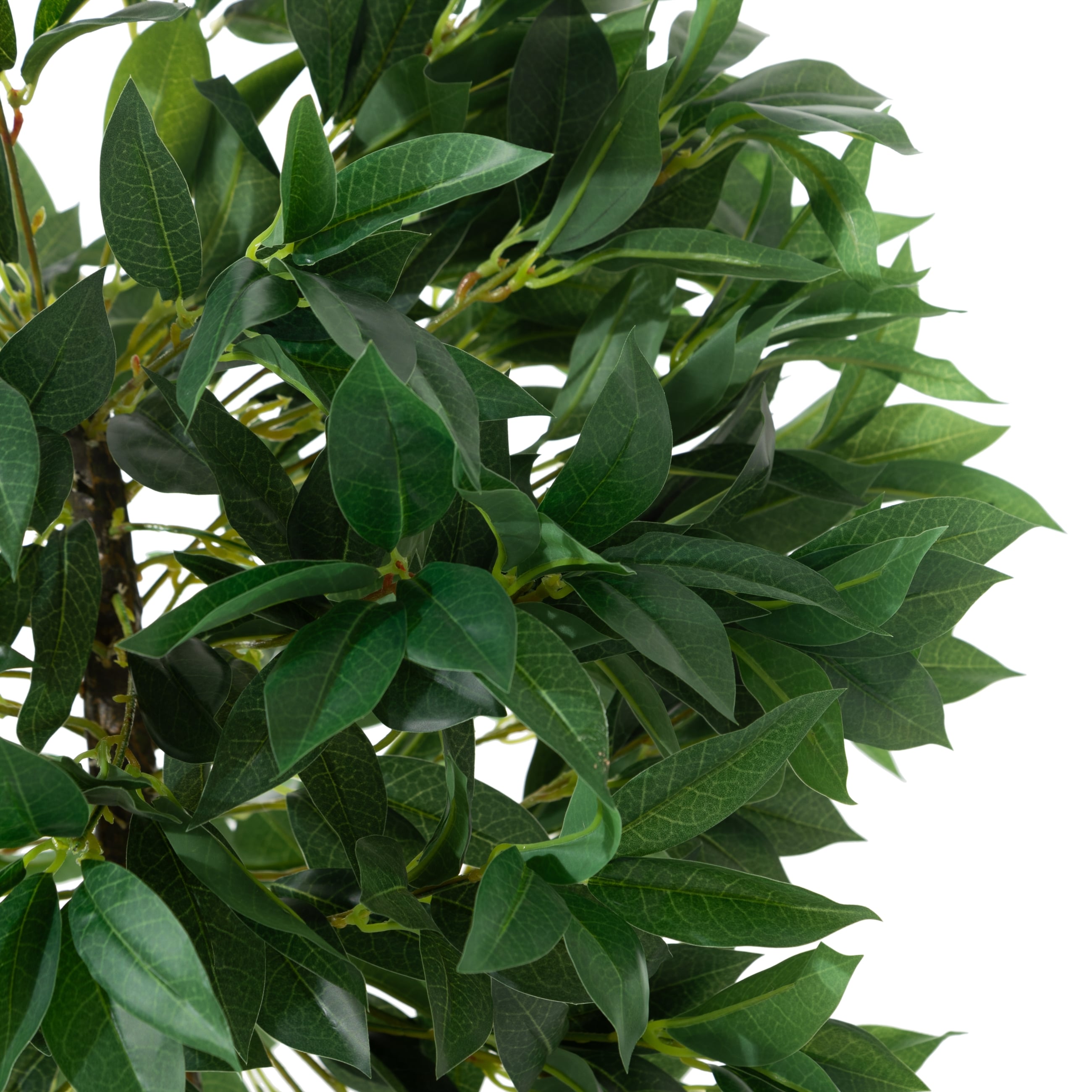 REGINA DEFNE AĞACI 80 CM