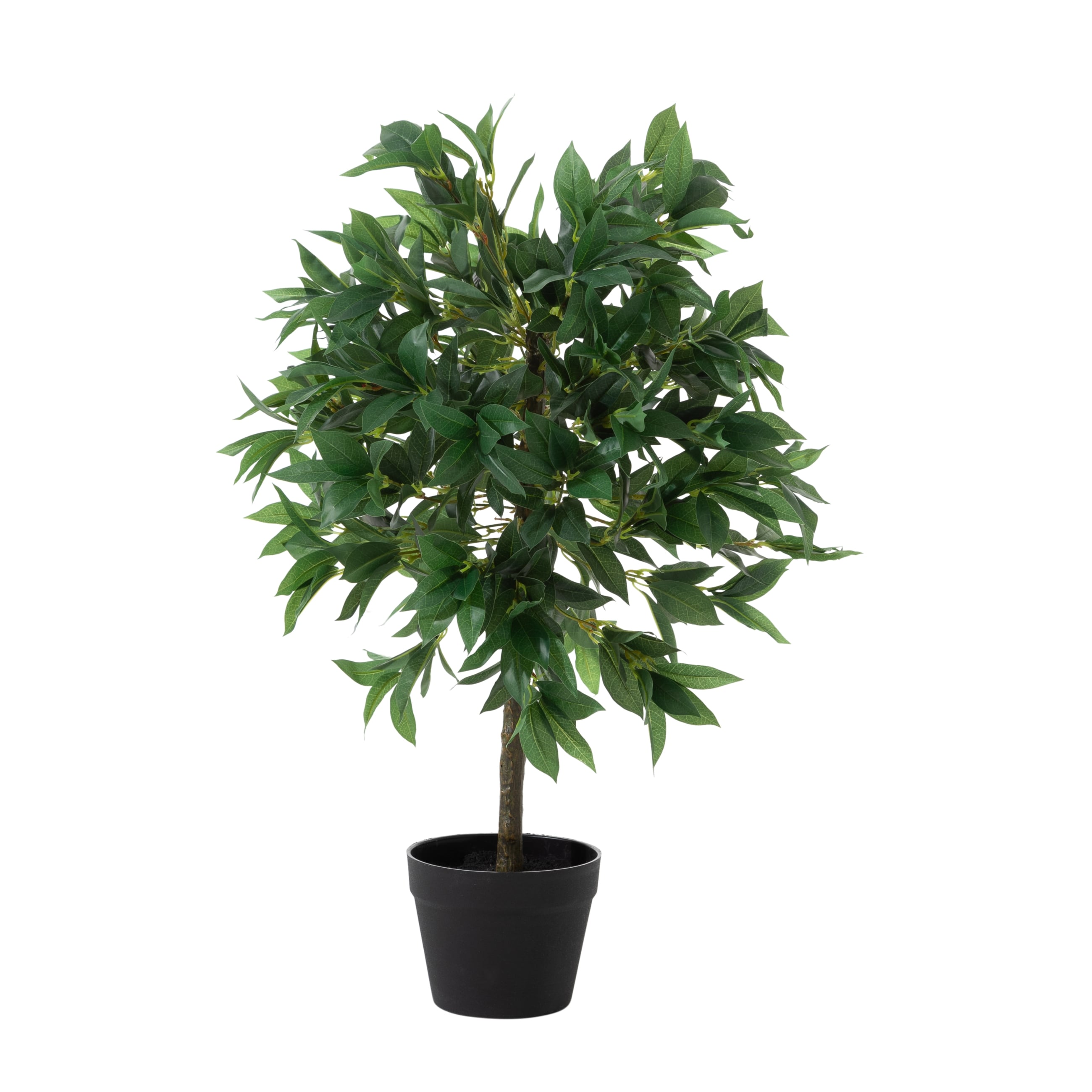 REGINA DEFNE AĞACI 80 CM