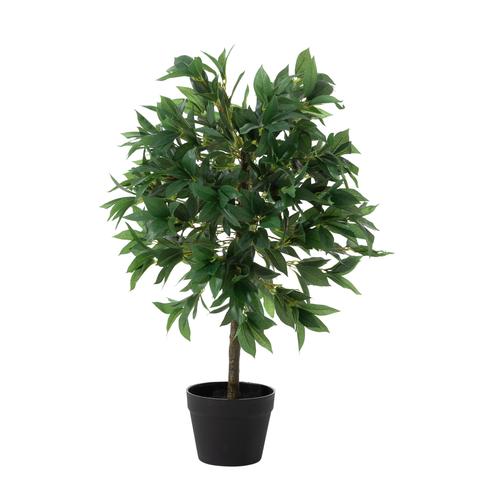 REGINA DEFNE AĞACI 80 CM