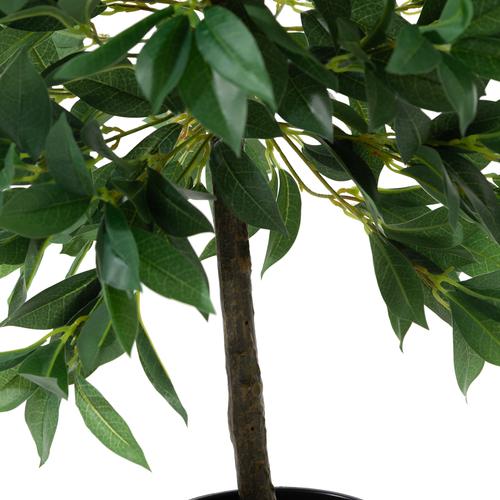 REGINA DEFNE AĞACI 80 CM