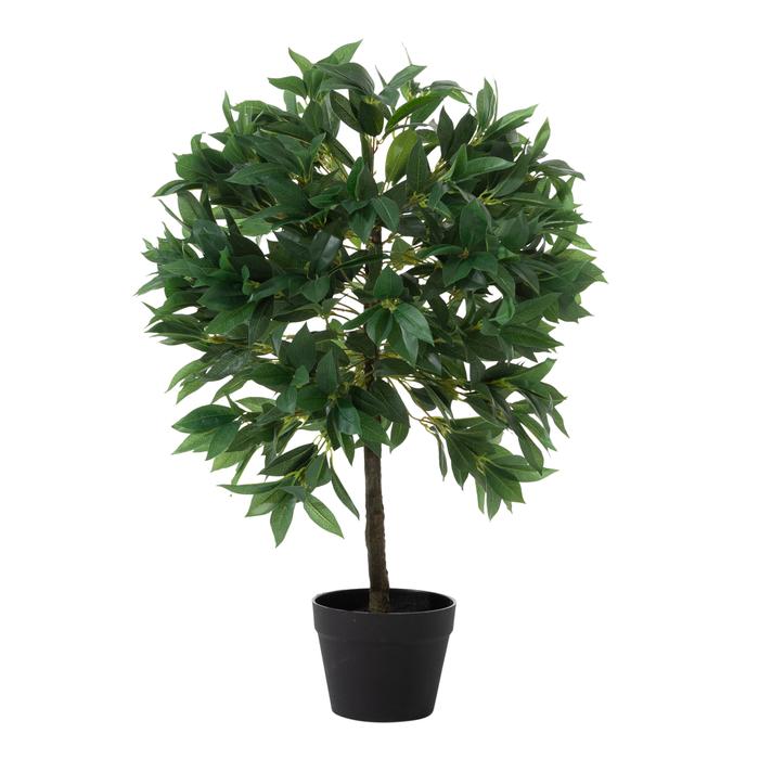 REGINA DEFNE AĞACI 80 CM