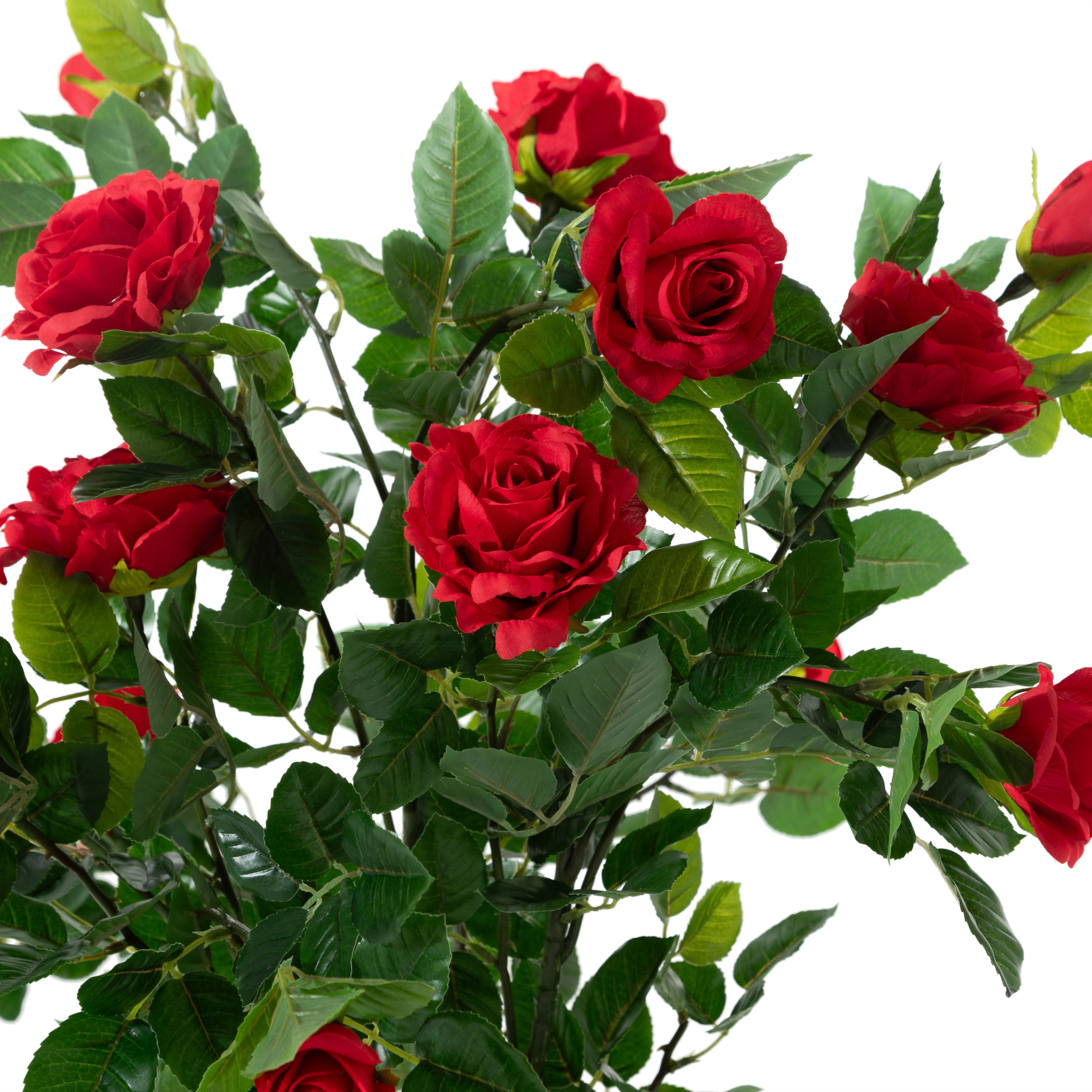 ROZALIN GÜL AĞACI 125 CM