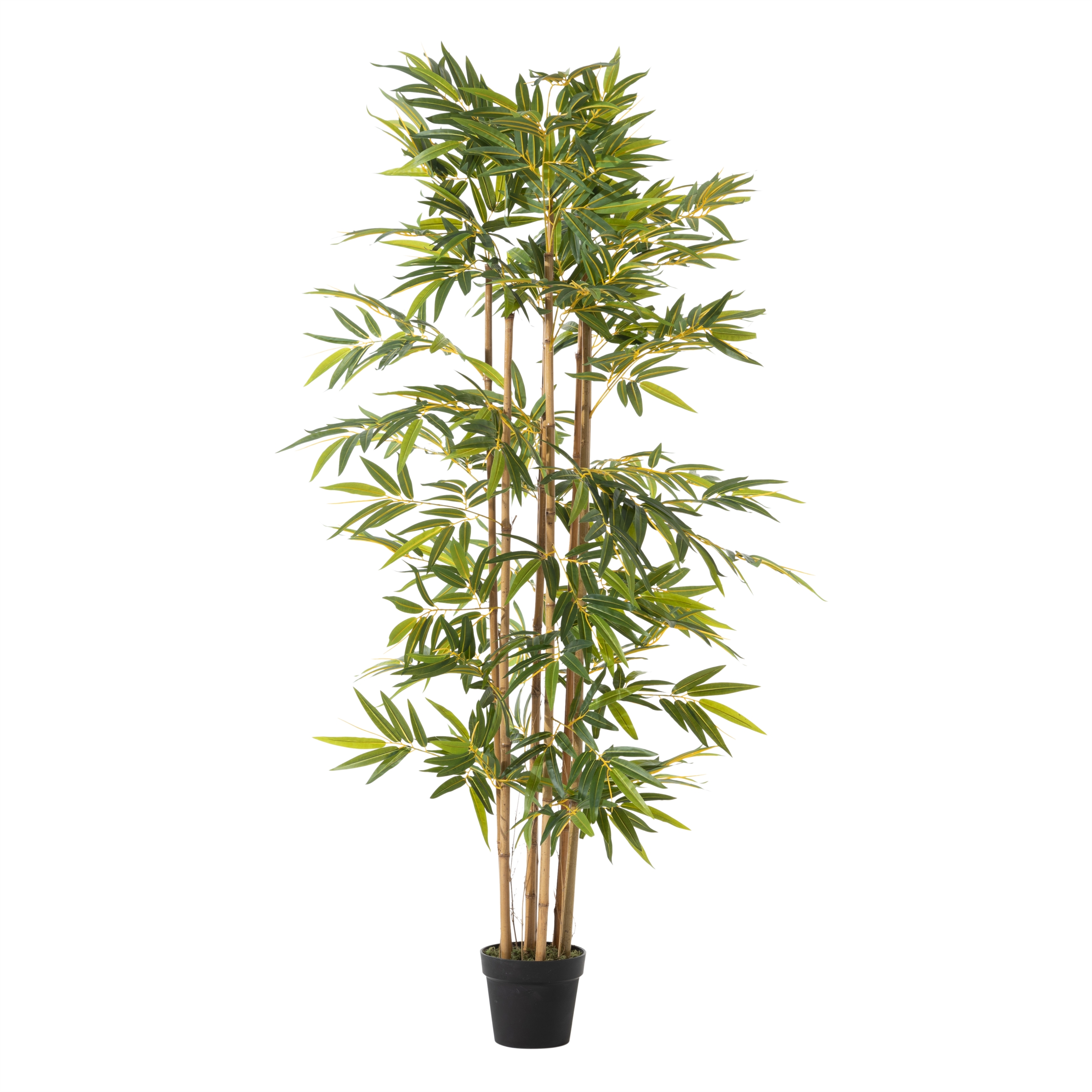 LORA BAMBU AĞACI 180 CM