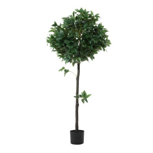  REGINA DEFNE AĞACI 150 CM