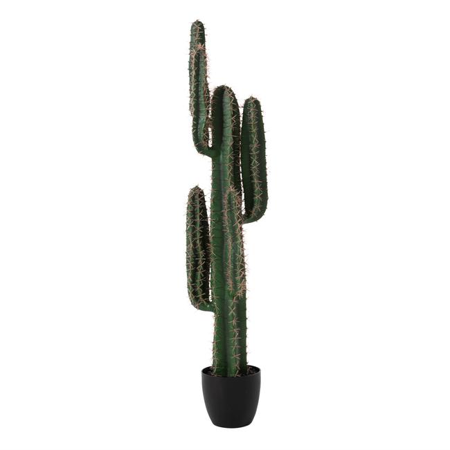 EUPHORBIA KAKTS AACI 125 CM