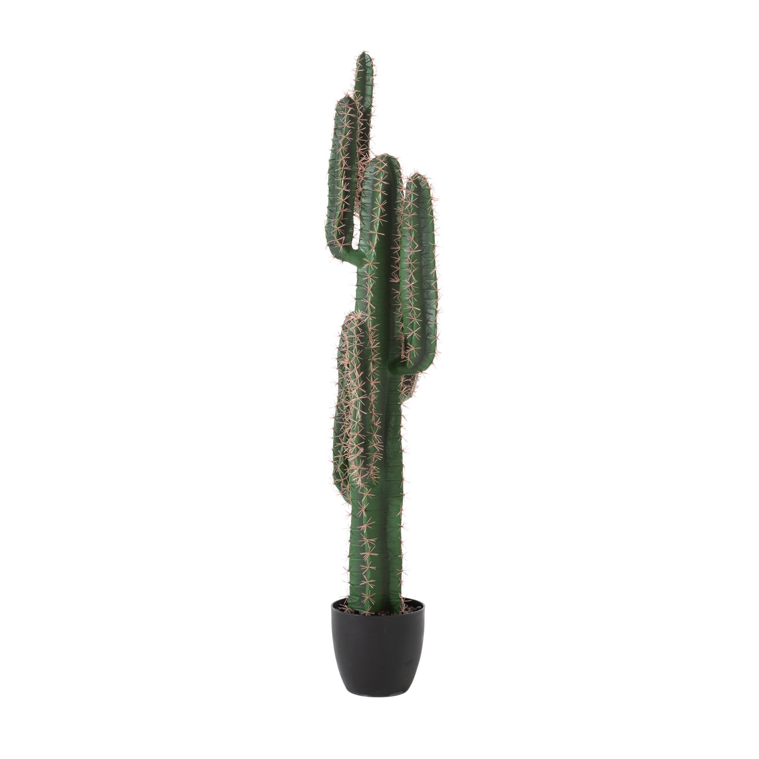 EUPHORBIA KAKTÜS AĞACI 125 CM