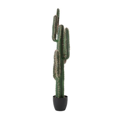  EUPHORBIA KAKTÜS AĞACI 125 CM