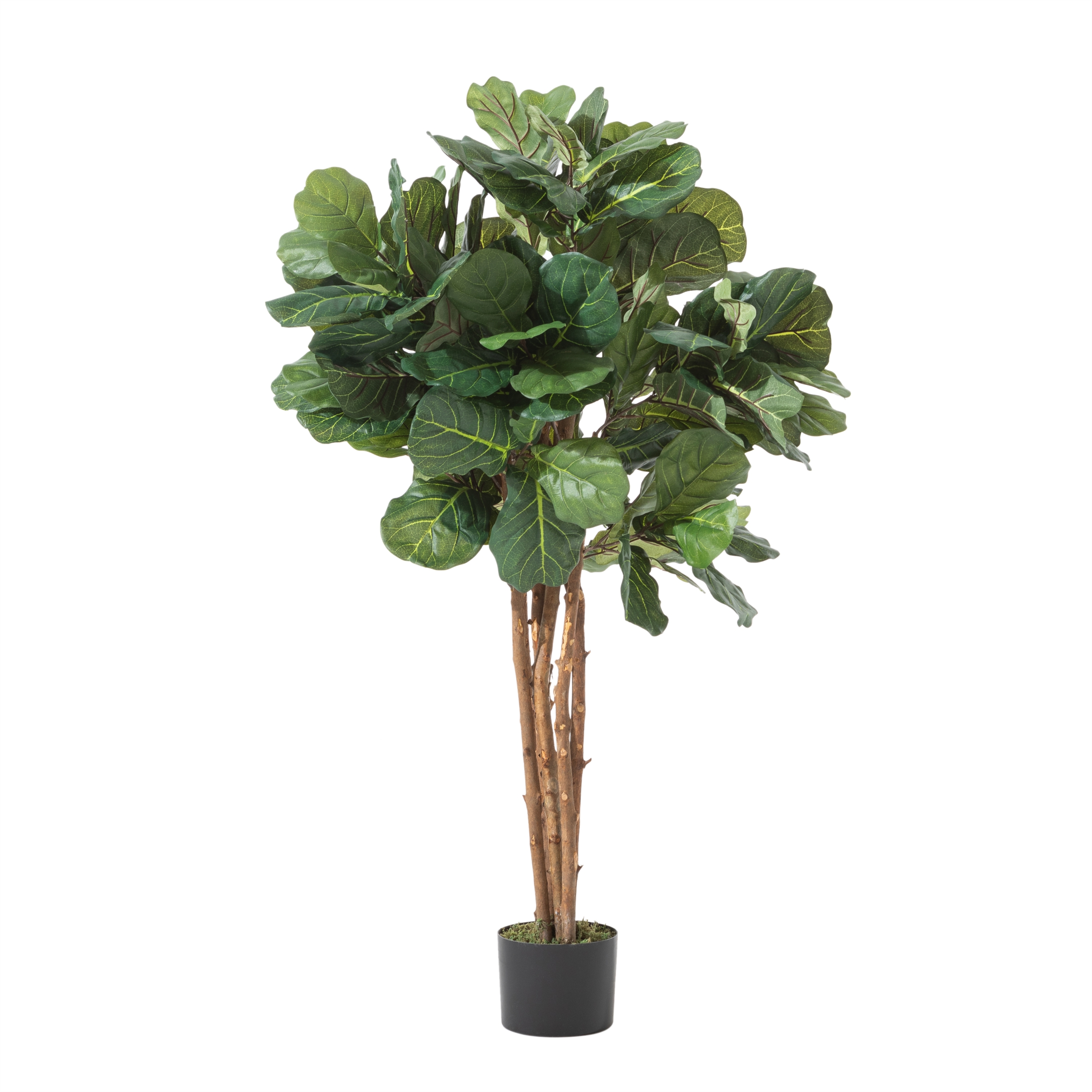 RENA FICUS LYRATA AĞACI 120 CM