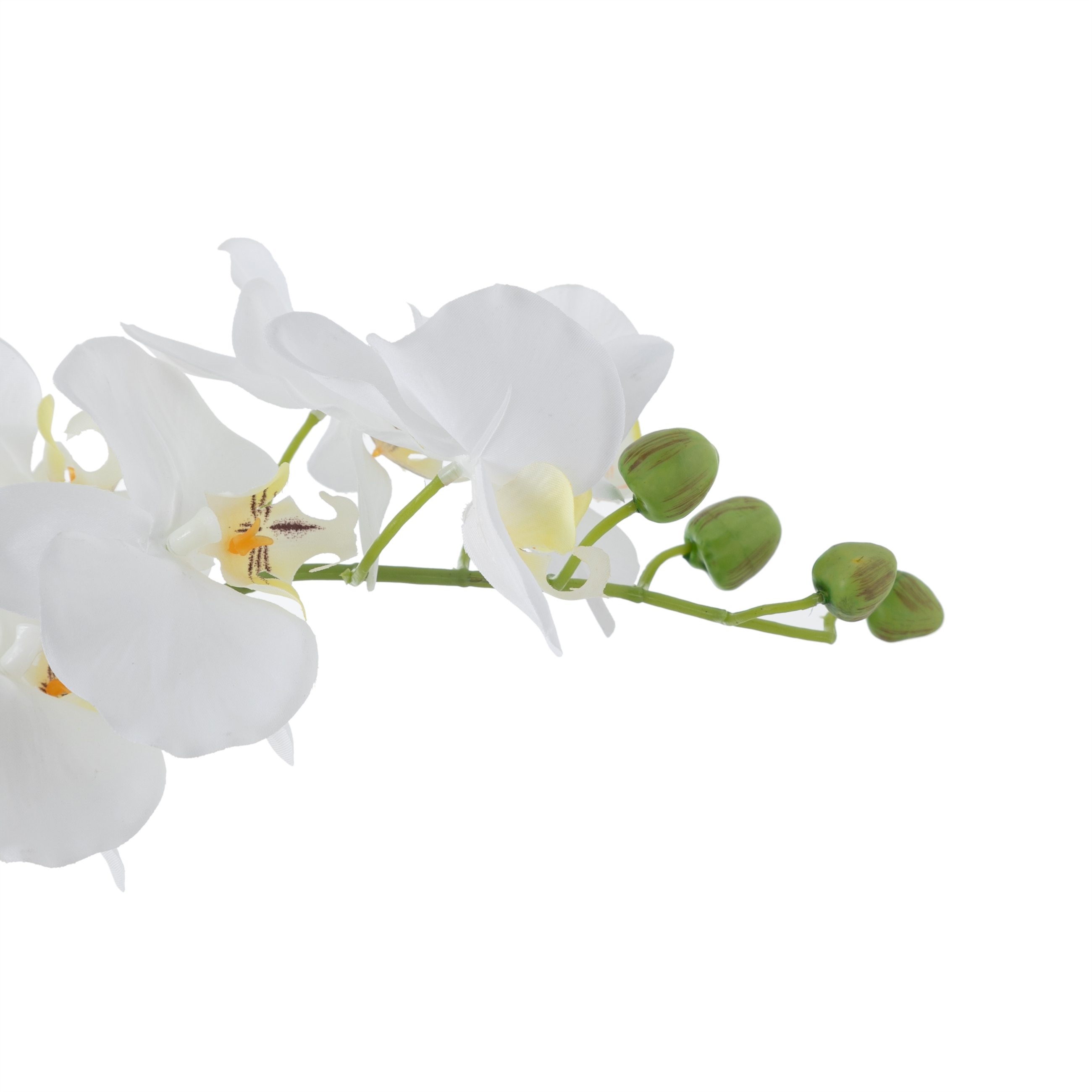 CLARA SAKSILI ORKİDE 52CM