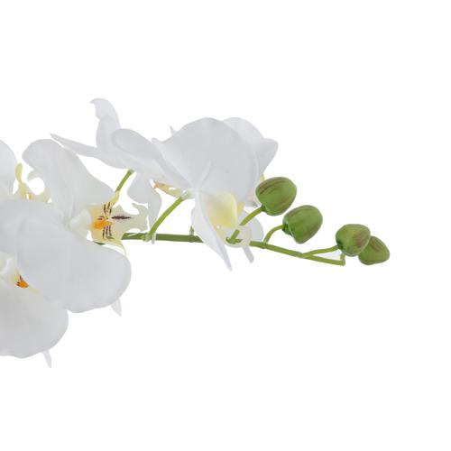  CLARA SAKSILI ORKİDE 52CM