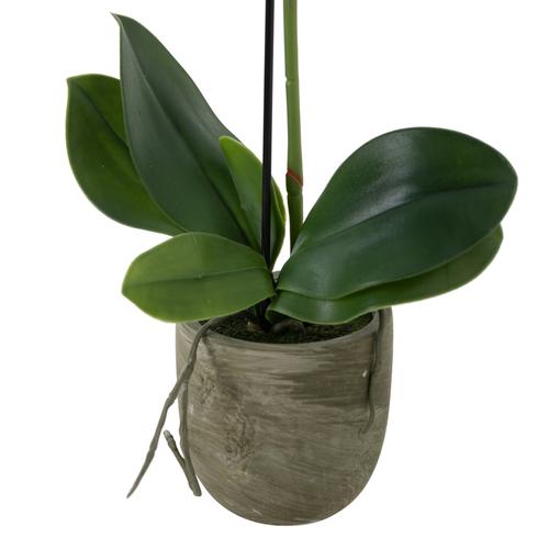  CLARA SAKSILI ORKİDE 52CM