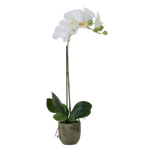  CLARA SAKSILI ORKİDE 52CM