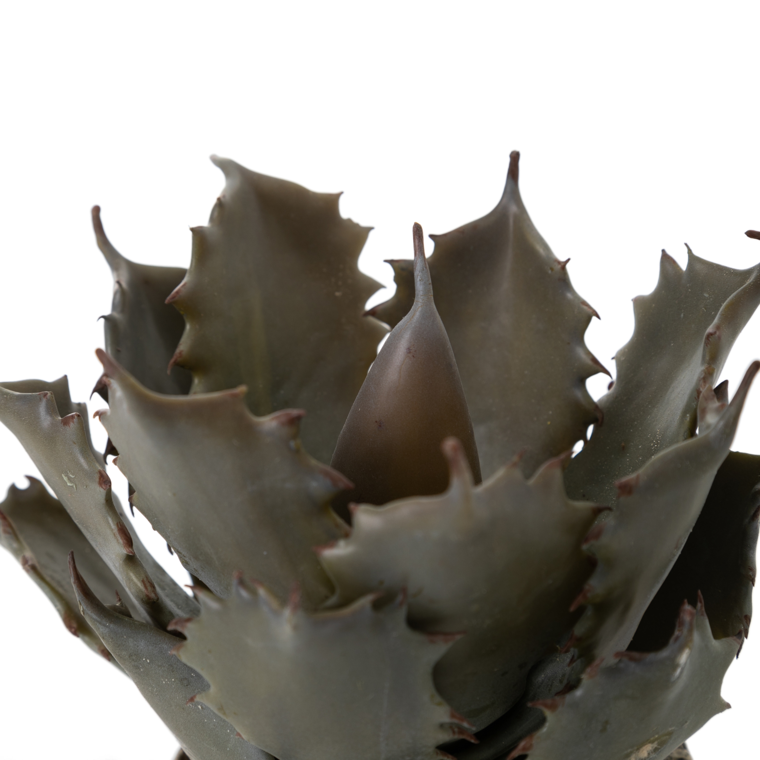 ALEO SAKSILI YAPAY BİTKİSİ 21CM