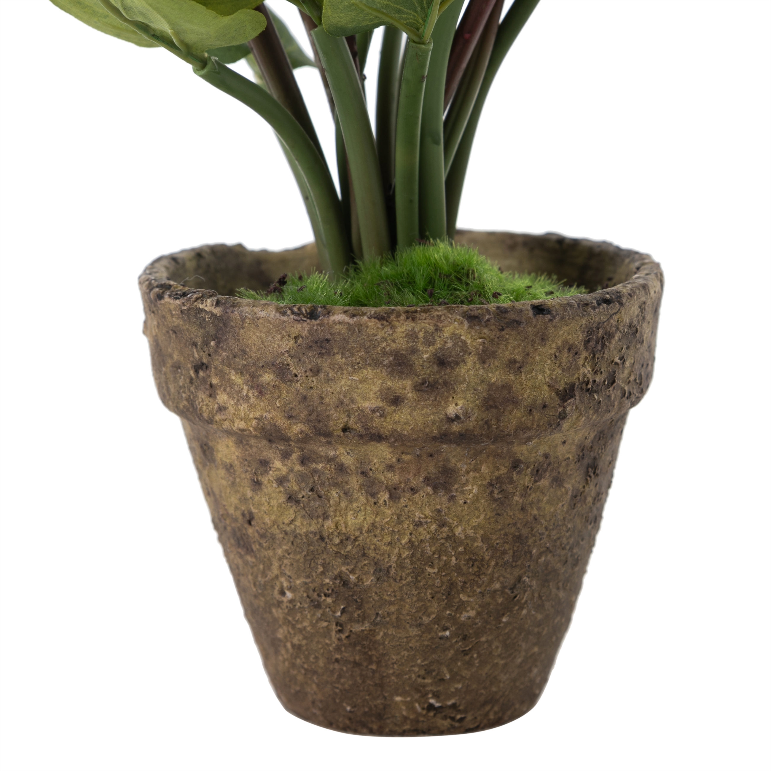 GARDEN SAKSILI GALA ÇİÇEĞİ  SARI 28CM