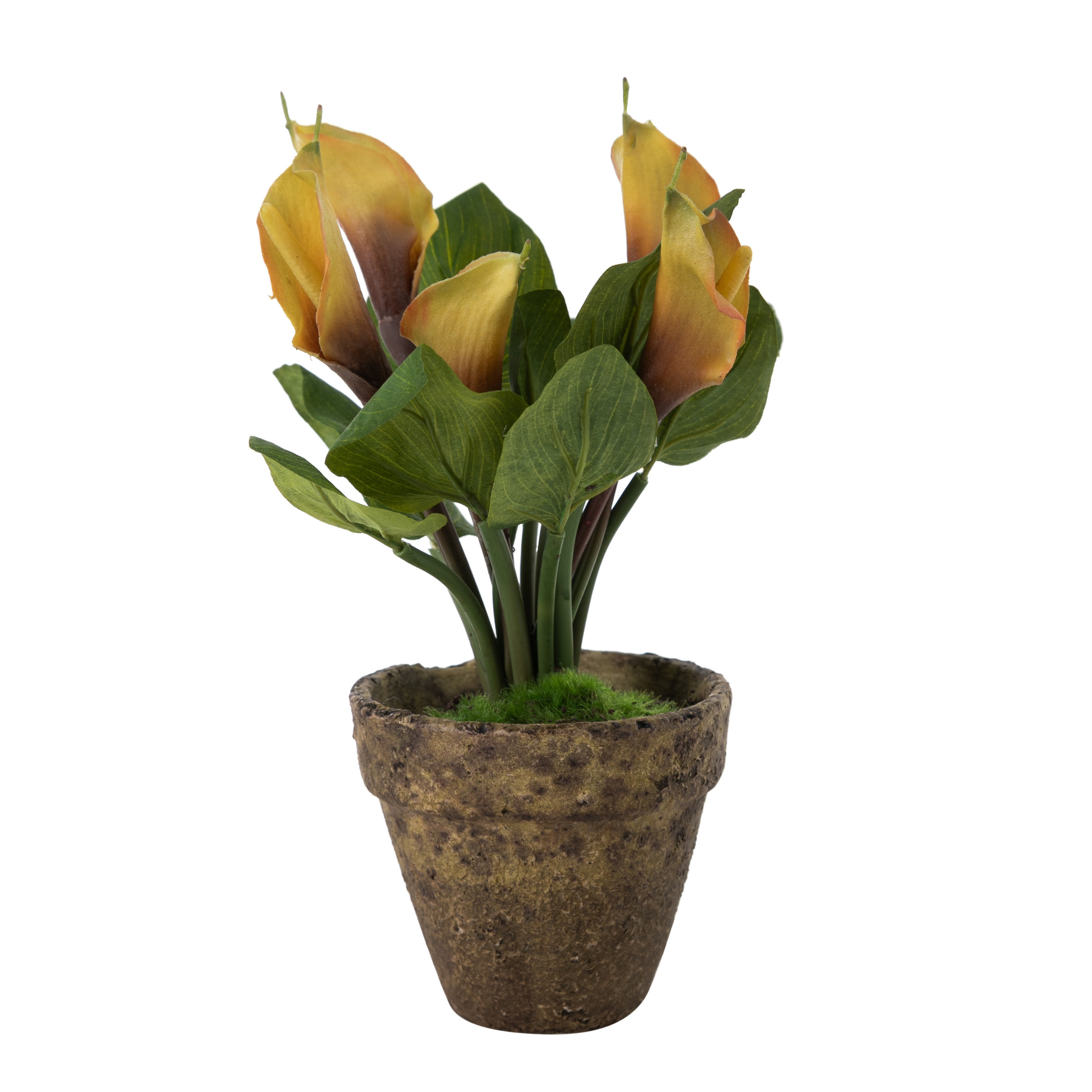 GARDEN SAKSILI GALA ÇİÇEĞİ  SARI 28CM