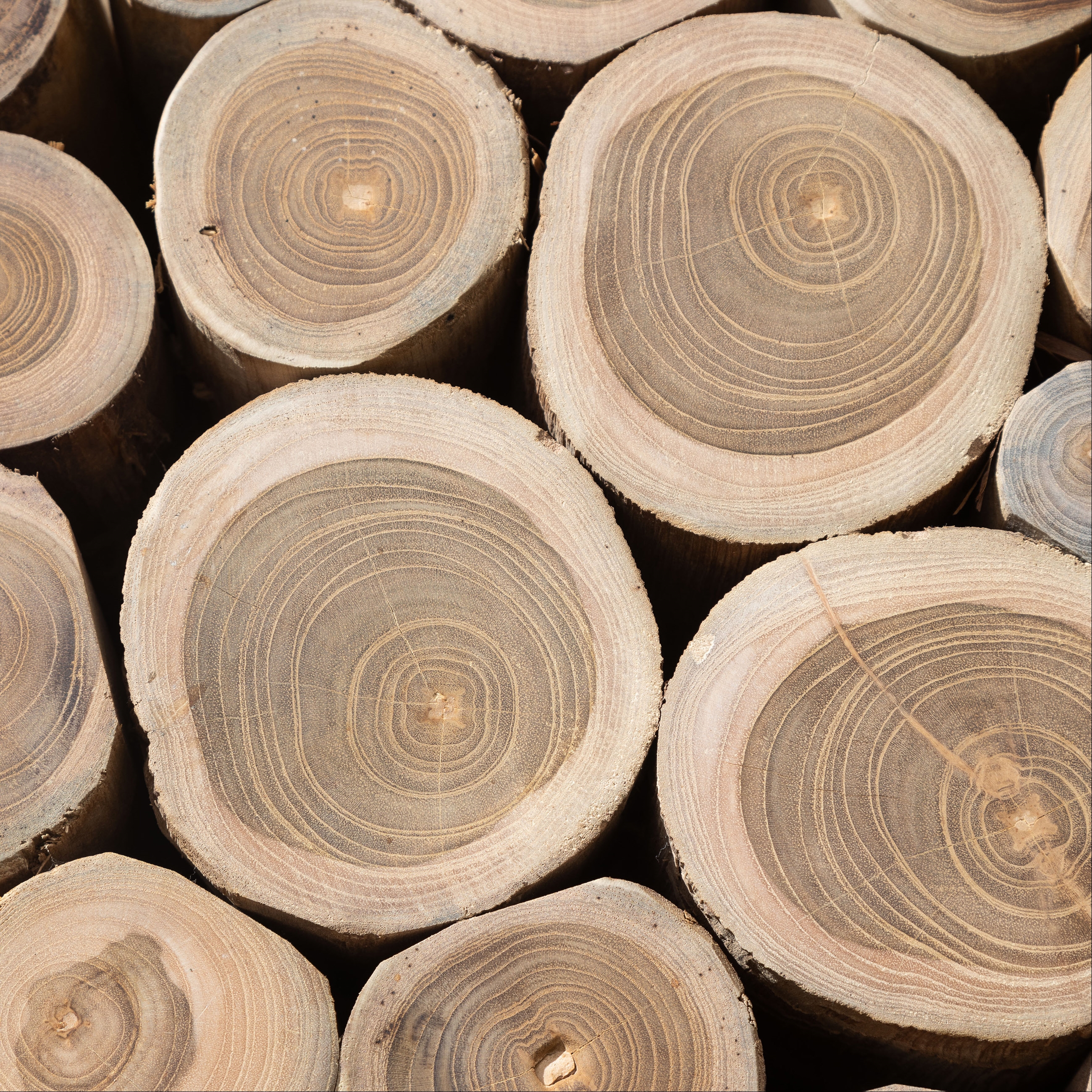 BRANDY YAN SEHPA BÜYÜK