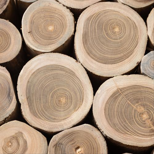  BRANDY YAN SEHPA BÜYÜK